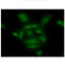 COMM Domain Containing 7 antibody, GTX57616, GeneTex, Immunofluorescence image 