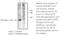 Cyclin Dependent Kinase 1 antibody, ADI-KAP-CC015-E, Enzo Life Sciences, Western Blot image 