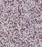 HAD antibody, FNab03743, FineTest, Immunohistochemistry frozen image 