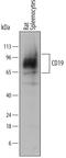 CD19 antibody, MAB7489, R&D Systems, Western Blot image 