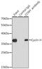 Cyclin H antibody, GTX53904, GeneTex, Immunoprecipitation image 