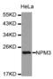 Nucleoplasmin-3 antibody, abx004570, Abbexa, Western Blot image 