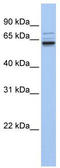 Rho guanine nucleotide exchange factor 25 antibody, TA337599, Origene, Western Blot image 