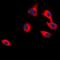 Cell Adhesion Molecule 2 antibody, LS-C368875, Lifespan Biosciences, Immunofluorescence image 