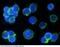 ERBB2 antibody, 10004-R002, Sino Biological, Immunohistochemistry frozen image 