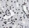 UBE3A antibody, FNab09189, FineTest, Immunohistochemistry frozen image 