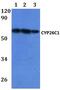 Cytochrome P450 Family 26 Subfamily C Member 1 antibody, PA5-75859, Invitrogen Antibodies, Western Blot image 