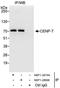 Centromere Protein T antibody, NBP1-28698, Novus Biologicals, Immunoprecipitation image 