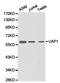 UDP-N-Acetylglucosamine Pyrophosphorylase 1 antibody, LS-C192905, Lifespan Biosciences, Western Blot image 