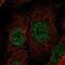 Tetraspanin 13 antibody, HPA007426, Atlas Antibodies, Immunofluorescence image 