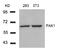 Alpha-PAK antibody, 79-342, ProSci, Western Blot image 