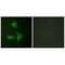 Cyclin Dependent Kinase Inhibitor 2B antibody, A01500-1, Boster Biological Technology, Immunofluorescence image 