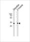 Probable arylformamidase antibody, LS-C344691, Lifespan Biosciences, Western Blot image 