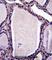 Neutral Sphingomyelinase Activation Associated Factor antibody, abx027483, Abbexa, Western Blot image 