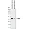 Sclerostin antibody, PA5-46977, Invitrogen Antibodies, Western Blot image 