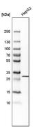Pyridoxal Phosphate Binding Protein antibody, HPA023646, Atlas Antibodies, Western Blot image 