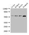 Notum, Palmitoleoyl-Protein Carboxylesterase antibody, orb47111, Biorbyt, Western Blot image 