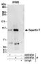 Exportin For TRNA antibody, A303-973A, Bethyl Labs, Immunoprecipitation image 