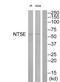 5 -NT antibody, TA314289, Origene, Western Blot image 