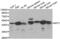 Neutrophil Cytosolic Factor 1 antibody, abx001062, Abbexa, Western Blot image 