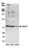 Cell cycle checkpoint protein RAD17 antibody, A305-788A-M, Bethyl Labs, Western Blot image 