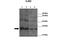 Gap Junction Protein Beta 2 antibody, 28-527, ProSci, Western Blot image 