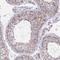 Interleukin-1 family member 7 antibody, HPA054371, Atlas Antibodies, Immunohistochemistry frozen image 