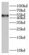 RAS Guanyl Releasing Protein 2 antibody, FNab07132, FineTest, Western Blot image 