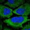 Kelch Like Family Member 9 antibody, HPA059901, Atlas Antibodies, Immunofluorescence image 