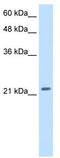 Polyamine Modulated Factor 1 antibody, TA329320, Origene, Western Blot image 