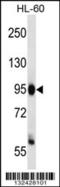 Zinc Fingers And Homeoboxes 3 antibody, 56-766, ProSci, Western Blot image 