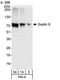 Septin-9 antibody, NBP1-28764, Novus Biologicals, Western Blot image 