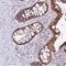 Proline-rich protein 15 antibody, NBP2-30947, Novus Biologicals, Immunohistochemistry frozen image 