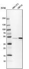 BCL2 Associated Athanogene 5 antibody, NBP1-86065, Novus Biologicals, Western Blot image 