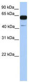 PWWP Domain Containing 2A antibody, TA329566, Origene, Western Blot image 