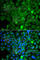 Ras Related GTP Binding A antibody, A7771, ABclonal Technology, Immunofluorescence image 