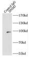 Dyn3 antibody, FNab02480, FineTest, Immunoprecipitation image 