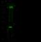 PVR Cell Adhesion Molecule antibody, 10109-RP01, Sino Biological, Western Blot image 