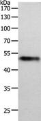 Midnolin antibody, PA5-50521, Invitrogen Antibodies, Western Blot image 