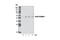 Dual Specificity Phosphatase 10 antibody, 3483S, Cell Signaling Technology, Western Blot image 