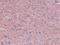 Leucine Zipper Tumor Suppressor Family Member 3 antibody, NBP1-77369, Novus Biologicals, Immunohistochemistry paraffin image 