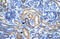 Olfactory Receptor Family 13 Subfamily C Member 9 antibody, 27-435, ProSci, Immunohistochemistry paraffin image 