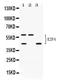 E2F Transcription Factor 4 antibody, PB10057, Boster Biological Technology, Western Blot image 