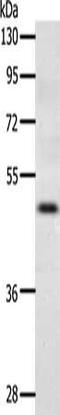 C-C Motif Chemokine Receptor 3 antibody, CSB-PA262645, Cusabio, Western Blot image 