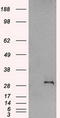 Snail Family Transcriptional Repressor 1 antibody, CF500316, Origene, Western Blot image 