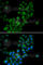 Calcium Activated Nucleotidase 1 antibody, A6341, ABclonal Technology, Immunofluorescence image 