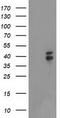 NudE Neurodevelopment Protein 1 Like 1 antibody, CF503353, Origene, Western Blot image 