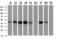 AHSG antibody, M01251, Boster Biological Technology, Western Blot image 