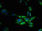 Free fatty acid receptor 3 antibody, LS-C395769, Lifespan Biosciences, Immunofluorescence image 