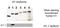 Histone H1.1 antibody, AP54997SU-N, Origene, Western Blot image 